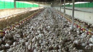 Teknologi Terbaru Dalam Budidaya Ayam Petelur Intensif