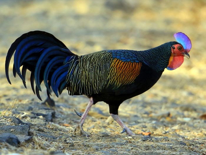 Mengetahui Perbedaan Ayam Hutan Jantan Dan Betina