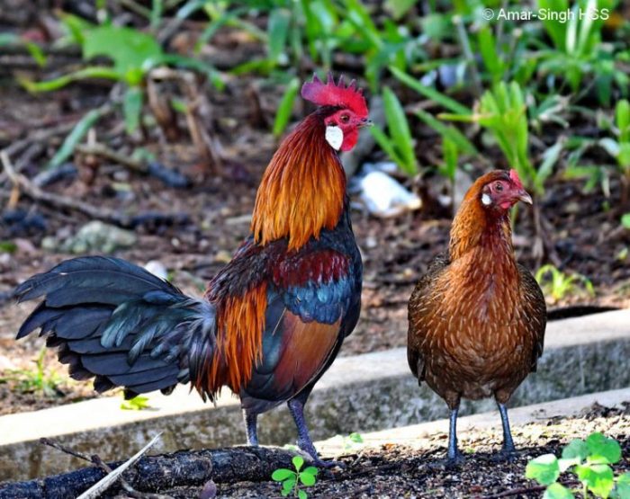 Mengetahui Perbedaan Ayam Hutan Jantan Dan Betina