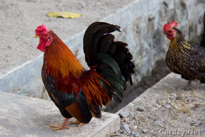 Sejarah Nenek Moyang Ayam Domestik Di Indonesia