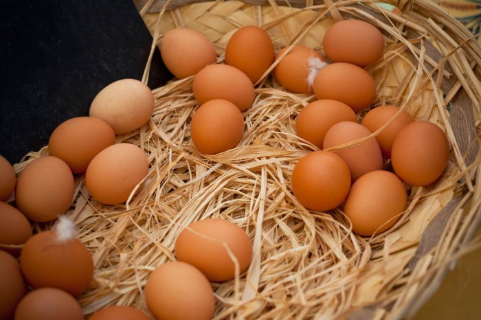 Range chicken egg caravan shed