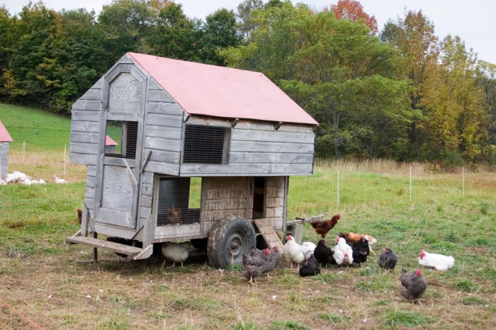 Chickens raising yard get farmer almanac started