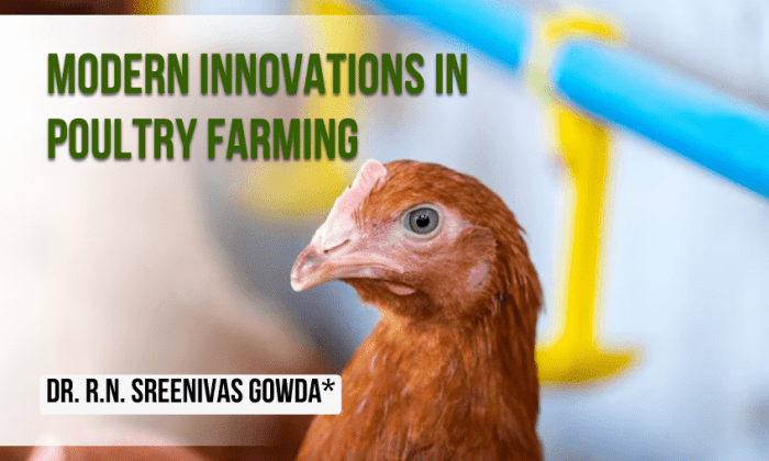 Kenya farming poultry vision chickens income household increased world has feeding carolyne busia county her irene