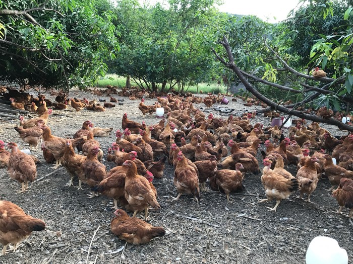 Range chickens malaysia chicken starting farm organic poultry kampung steps these pastured ayam hoop houses