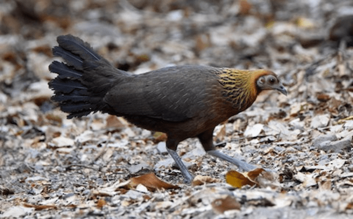 Mengetahui Perbedaan Ayam Hutan Jantan Dan Betina