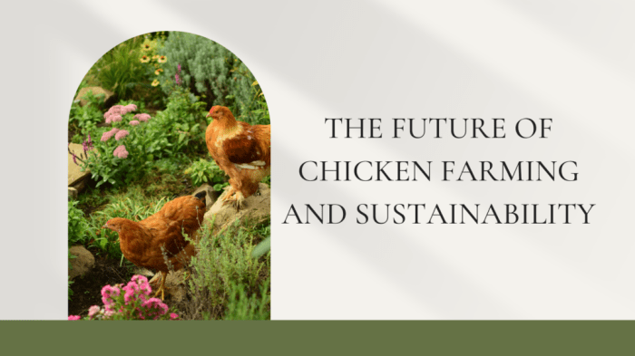 Chicken layers farming local eggs production chickens feeding chicks poultry start kenya ebook guide tuko