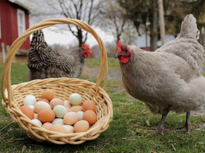 Cara Meningkatkan Produksi Telur Ayam Petelur