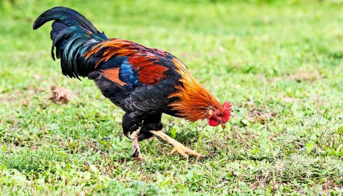 Penelitian Terbaru Tentang Evolusi Ayam Domestik