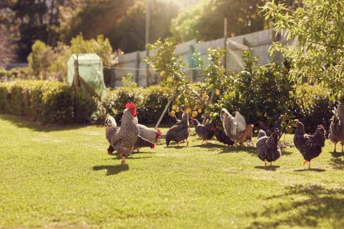 Chickens backyard raising agriculture unsplash