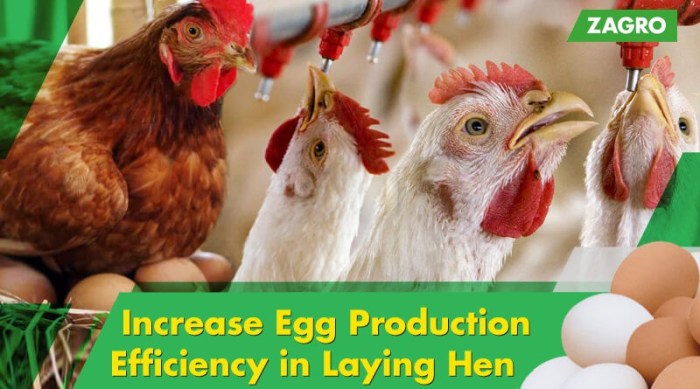 Egg production laying efficiency layers hen increase animal health poultry