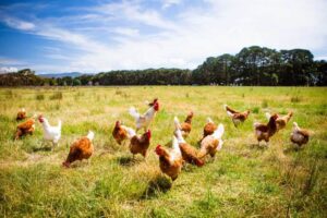 Tips Sukses Beternak Ayam Kampung Tanpa Kandang