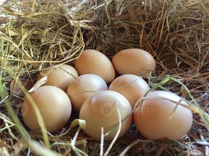 Bagaimana Meningkatkan Nilai Jual Telur Ayam Kampung