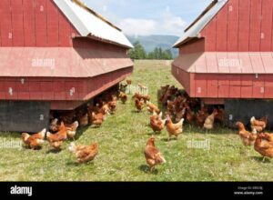 Bagaimana Meningkatkan Nilai Jual Telur Ayam Kampung