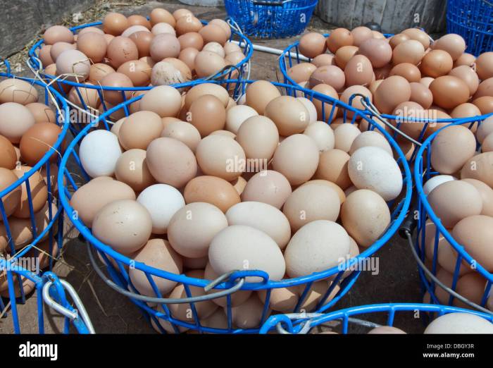 Bagaimana Meningkatkan Nilai Jual Telur Ayam Kampung