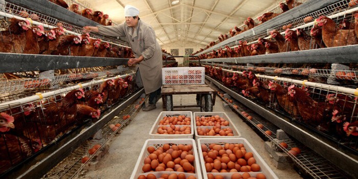 Cara Meningkatkan Produksi Telur Ayam Petelur