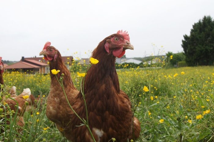 Cara Meningkatkan Produksi Telur Ayam Petelur