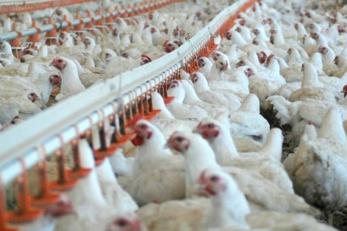 Perkembangan Teknologi Pakan Ternak Ayam Untuk Meningkatkan Produksi