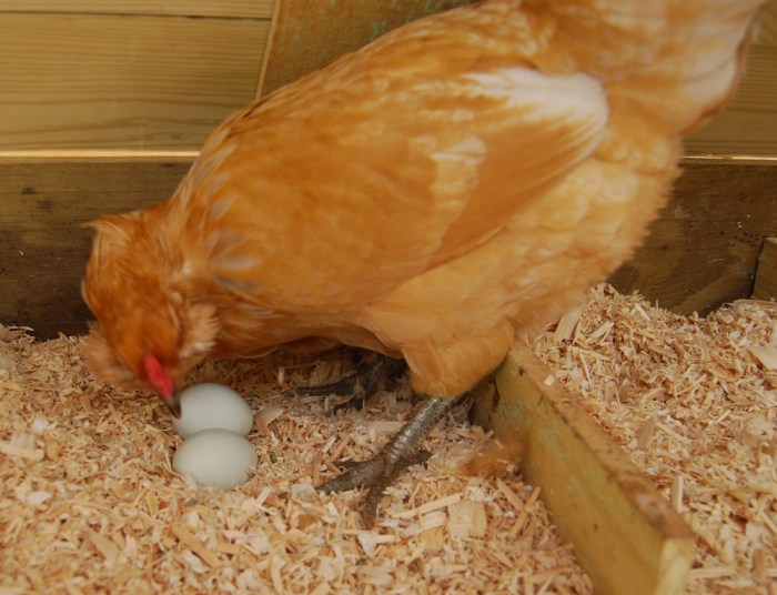 Cara Meningkatkan Produksi Telur Ayam Petelur