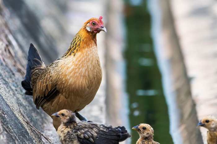 Sejarah Nenek Moyang Ayam Domestik Di Indonesia